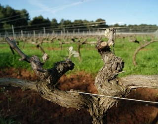  las viñas de St Honorat 